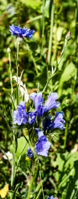 Naturfotoas / Flora - (c) Willi da Silva Borges